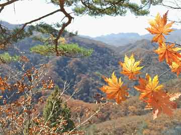 澳門最精準(zhǔn)正最精準(zhǔn)龍門客棧免費(fèi)—探索精準(zhǔn)旅游的新紀(jì)元，澳門精準(zhǔn)旅游新紀(jì)元，龍門客棧免費(fèi)探索之旅