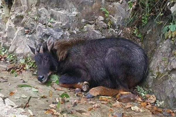 四不像四不，一種獨(dú)特的現(xiàn)象解讀，四不像四不，獨(dú)特現(xiàn)象解讀與探討