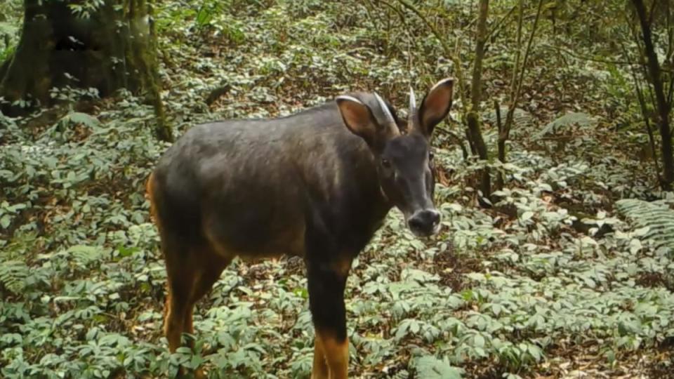 澳門(mén)今晚開(kāi)特馬四不像圖，澳門(mén)特馬四不像圖今晚開(kāi)獎(jiǎng)結(jié)果