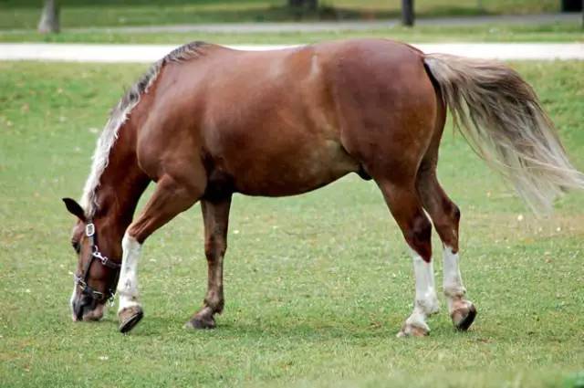 香港馬資料更新最前沿，香港馬匹資料最新更新