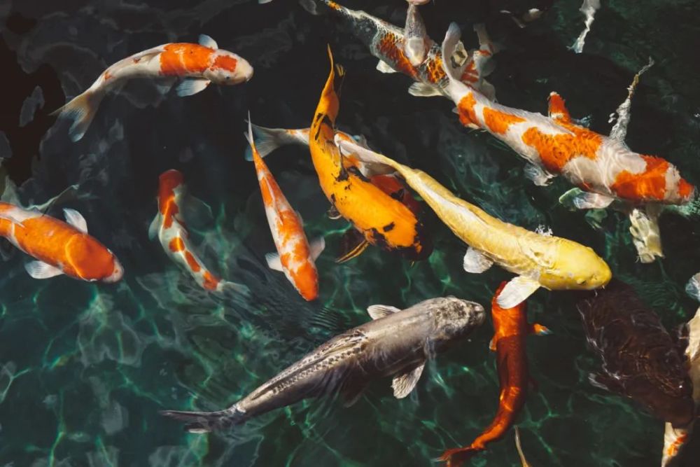 澳門特馬今晚開(kāi)獎(jiǎng)結(jié)果與非洲鯽魚(yú)的觀賞魚(yú)混養(yǎng)探討，澳門特馬今晚開(kāi)獎(jiǎng)結(jié)果與觀賞魚(yú)混養(yǎng)探討，非洲鯽魚(yú)的適應(yīng)性分析