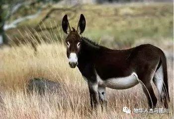 追溯歷史塵埃中的寶藏，2004新澳精準資料與抓馬圖免費分享，歷史塵埃中的寶藏揭秘，2004新澳精準資料與抓馬圖免費分享